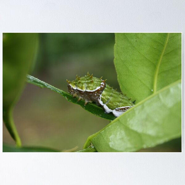Item preview, Resting designed and sold by Alison  Gainge.