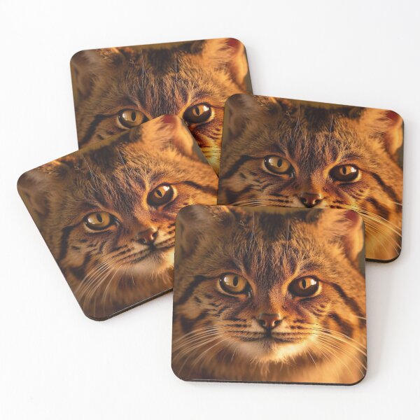 Item preview, Scottish Wildcat Photography 1 designed and sold by The Digital Compass.