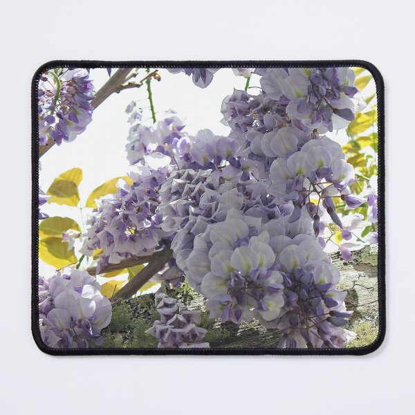 Item preview, Wisteria Waltz: Enchanting Transition from Purple to White - wisteria dangling flower close highres photo designed and sold by EmeraldeaArt.