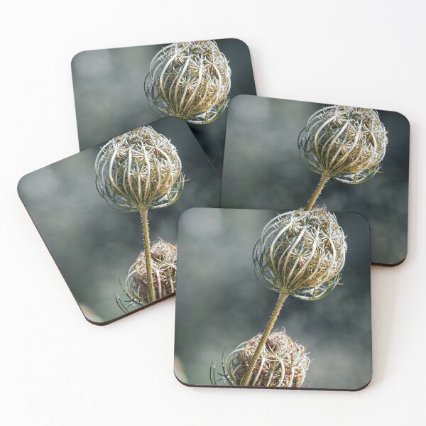 Item preview, Wild Carrot a Still Life Study designed and sold by nickbrayimages.