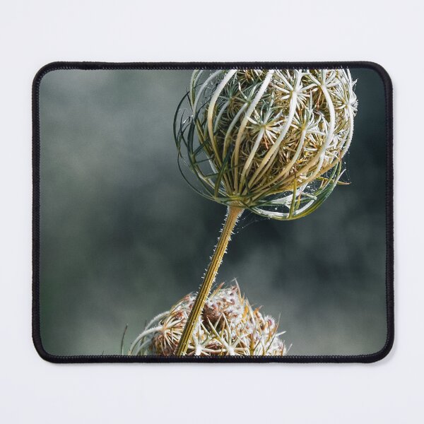 Item preview, Wild Carrot a Still Life Study designed and sold by nickbrayimages.