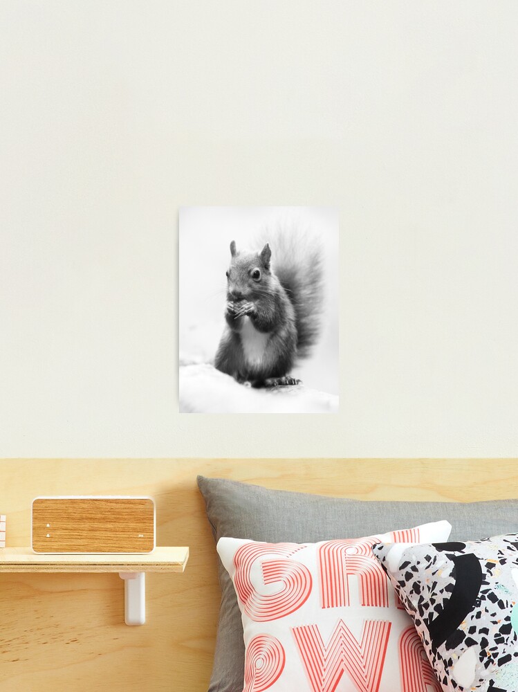 Thumbnail 1 of 3, Photographic Print, Red Squirrel Portrait in black and white. designed and sold by Waitesy.