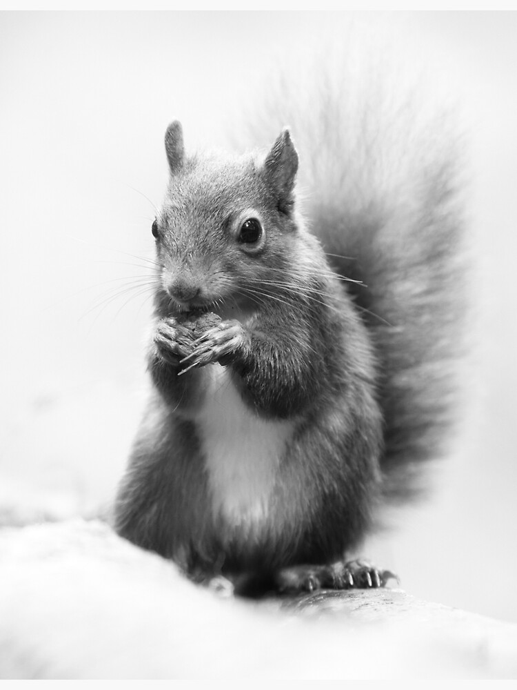Thumbnail 3 of 3, Photographic Print, Red Squirrel Portrait in black and white. designed and sold by Waitesy.