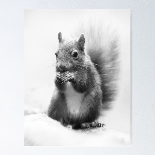 Item preview, Red Squirrel Portrait in black and white. designed and sold by Waitesy.