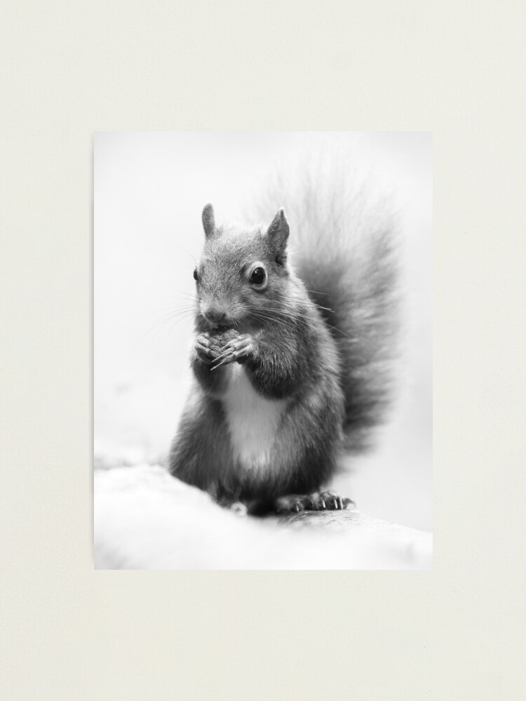 Thumbnail 2 of 3, Photographic Print, Red Squirrel Portrait in black and white. designed and sold by Waitesy.