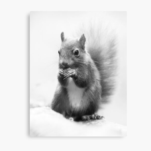 Item preview, Red Squirrel Portrait in black and white. designed and sold by Waitesy.