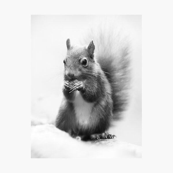Photographic Print