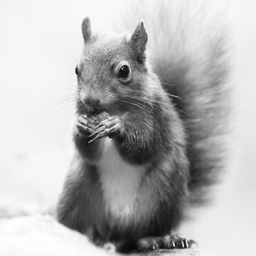 Artwork thumbnail, Red Squirrel Portrait in black and white. by Waitesy