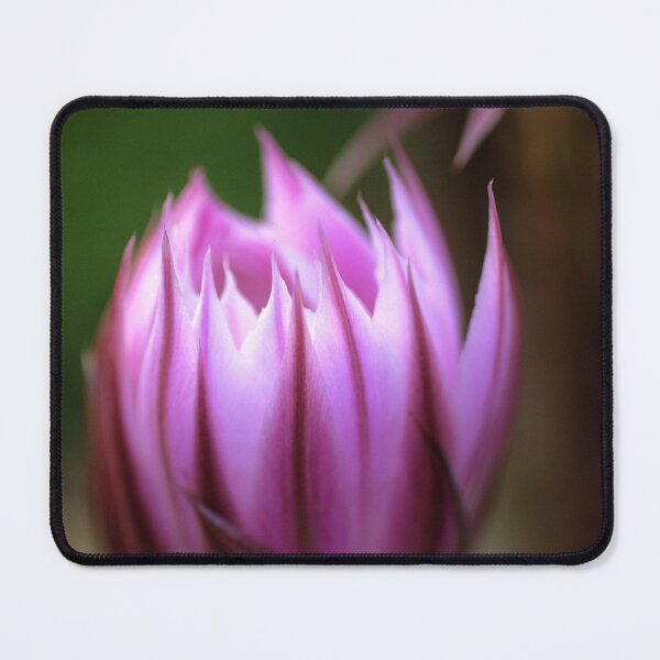Item preview, Cactus Bud designed and sold by Kasia Design.