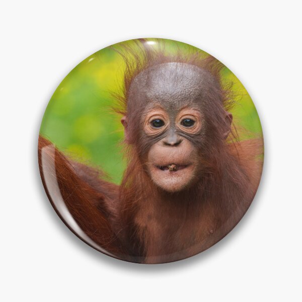 Item preview, Quirky Charm of an Orangutan Baby designed and sold by rawshutterbug.