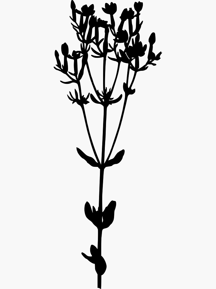 Botanical Scientific Illustration Black and White Centaury by pahleeloola