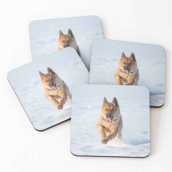 Item preview, Westerwald Kuhhund (Old German Shepherd Dog, Old German Sheepdog) designed and sold by WeightPulling.