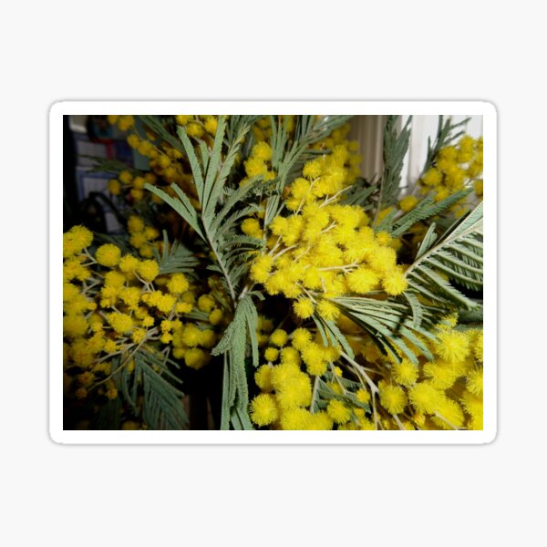 Mimosa Sticker