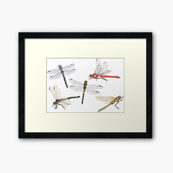 Dragonflies Framed Art Print