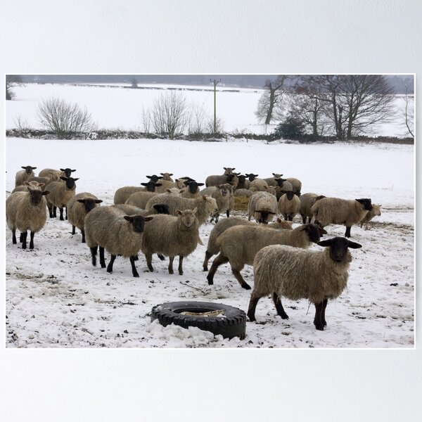 Item preview, Wooly Coats Needed designed and sold by Trevor Kersley.