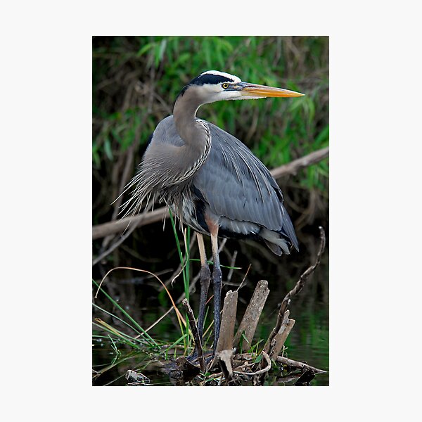Item preview, Great Blue Heron designed and sold by Larry Powell.