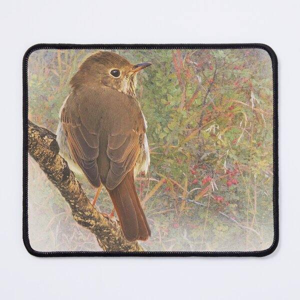 Item preview, deep forest hermit thrush  designed and sold by R Christopher  Vest.