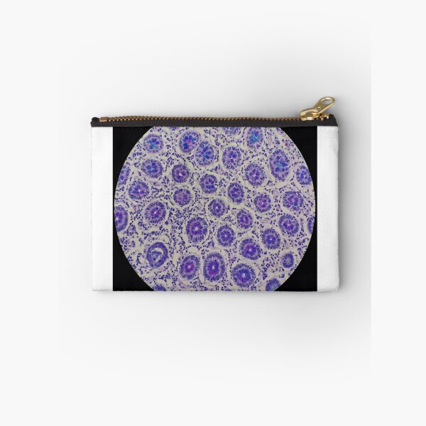 Item preview, Large bowel histology, 200x, AB/PAS stain designed and sold by Psymier.