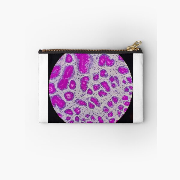 Item preview, Histology of small bowel,  100x, AB/PAS designed and sold by Psymier.
