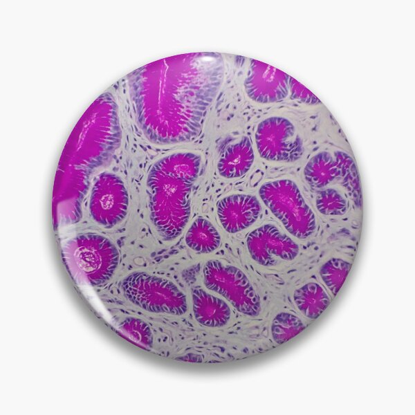 Item preview, Histology of small bowel,  100x, AB/PAS designed and sold by Psymier.