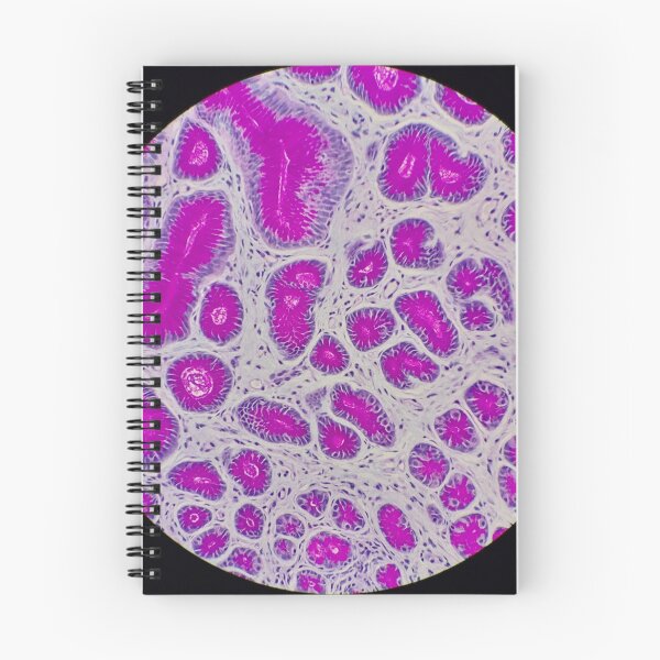 Item preview, Histology of small bowel,  100x, AB/PAS designed and sold by Psymier.