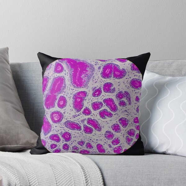 Item preview, Histology of small bowel,  100x, AB/PAS designed and sold by Psymier.