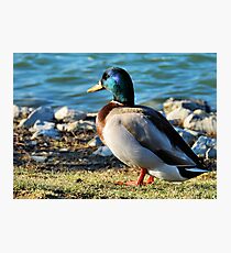 He Stands Alone Photographic Print