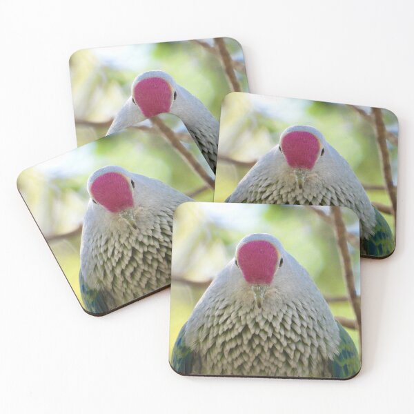 Item preview, Rose-crowned Fruit-dove showing off its crown designed and sold by Mark Grimsley.