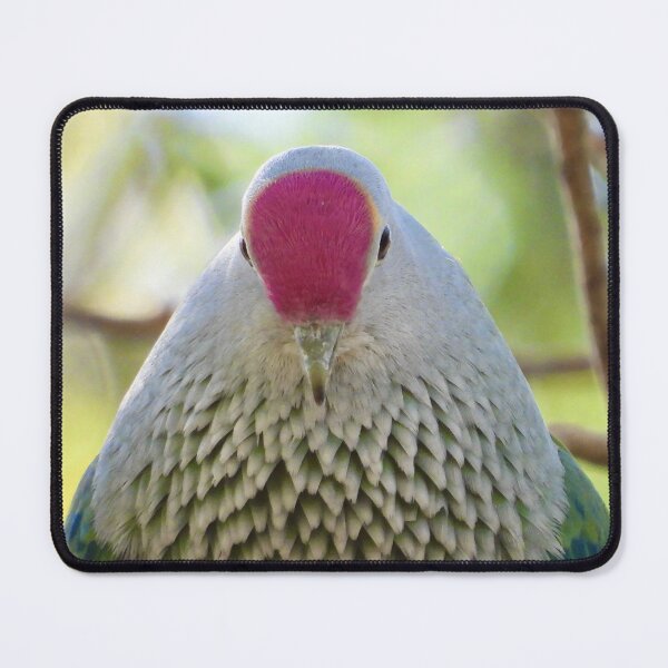 Item preview, Rose-crowned Fruit-dove showing off its crown designed and sold by Mark Grimsley.
