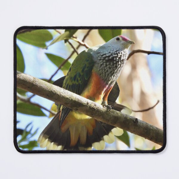 Item preview, Rose-crowned Fruit-dove fanning it tail  designed and sold by Mark Grimsley.