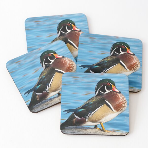 Item preview, Wood Duck Posing Staring designed and sold by BackyardBirder.