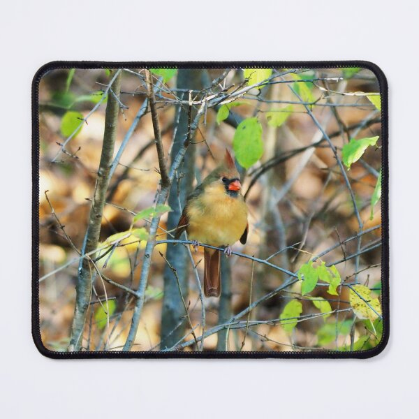 Item preview, Female Northern Cardinal In The Bushes designed and sold by BackyardBirder.