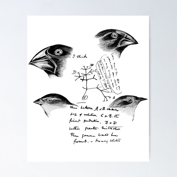 Item preview, Darwin’s Finches  	 designed and sold by heopsqmmmr93.