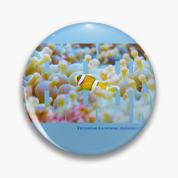 Item preview, Young anemonefish at  the Bubble-tip anemone garden designed and sold by tank200bar.