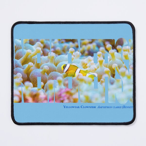Item preview, Young anemonefish at  the Bubble-tip anemone garden designed and sold by tank200bar.