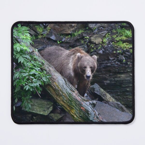 Item preview, Kodiak Bear behind a fallen tree designed and sold by EaglemasterArts.