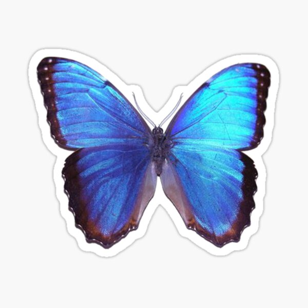 Mariposa Azul Pegatina