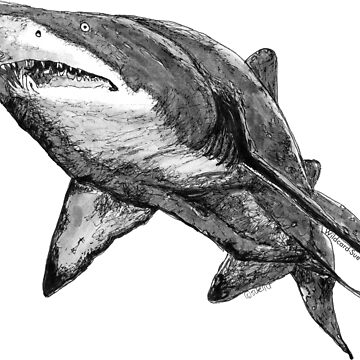 Artwork thumbnail, Nancy the Grey Nurse Shark by Wildcard-Sue