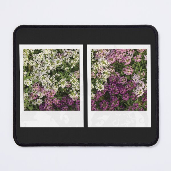 Item preview, Assylum Photo Collection [paired bundle] designed and sold by deadbeatprince-typography.