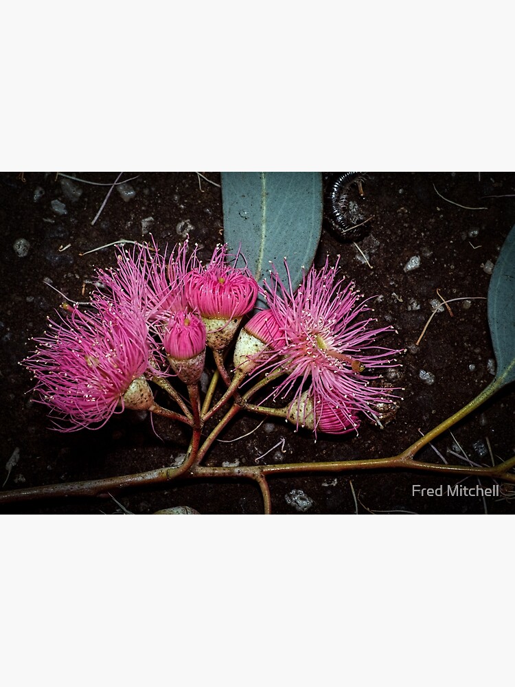 "Fallen gum flowers Leith Park Victoria 20171031 1679 " Poster for Sale