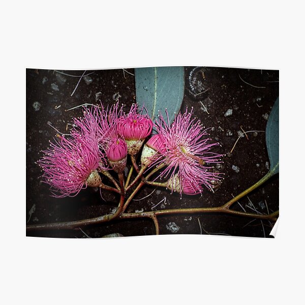 "Fallen gum flowers Leith Park Victoria 20171031 1679 " Poster for Sale