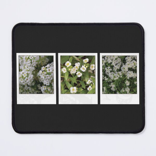 Item preview, Assylum Photo Collection [white bundle] designed and sold by deadbeatprince-typography.