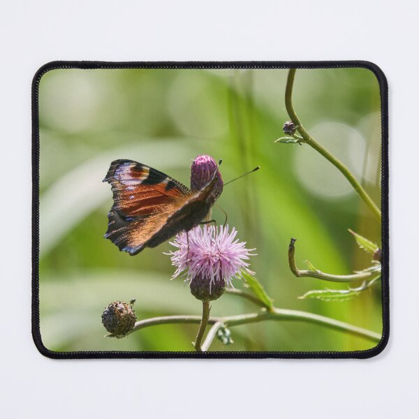 Item preview, There are different kinds of peacocks. European peacock designed and sold by Jouko Lehto Photography.