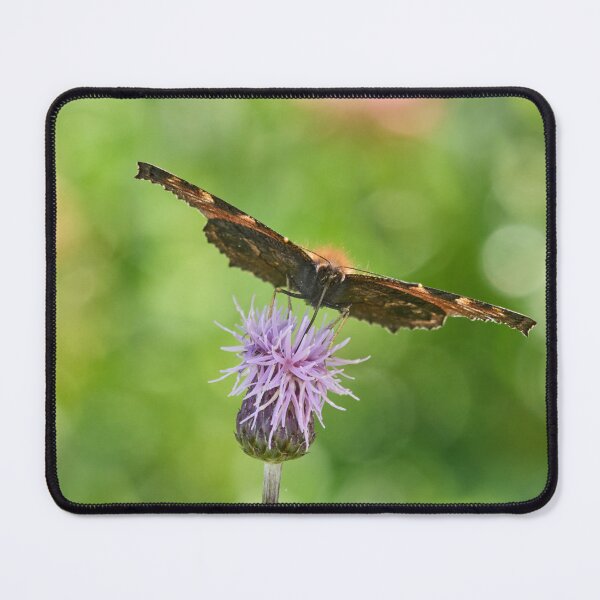 Item preview, Sweet dreams. European peacock designed and sold by Jouko Lehto Photography.