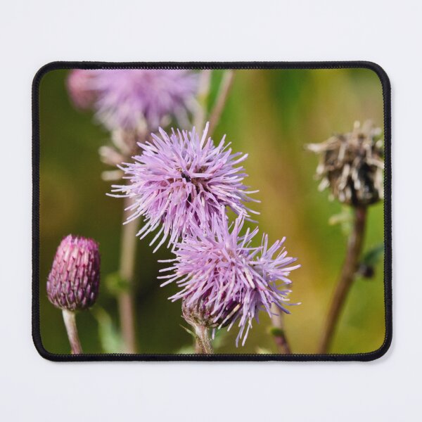 Item preview, On the fields today. Creeping thistle designed and sold by Jouko Lehto Photography.