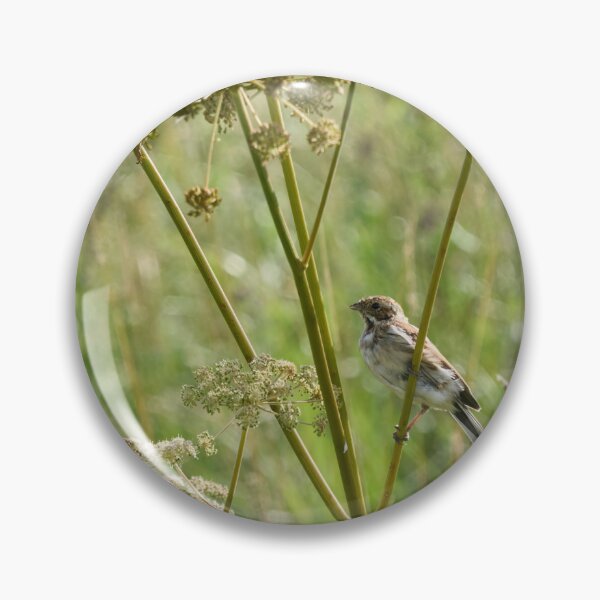 Item preview, Summertime. Common reed bunting designed and sold by Jouko Lehto Photography.