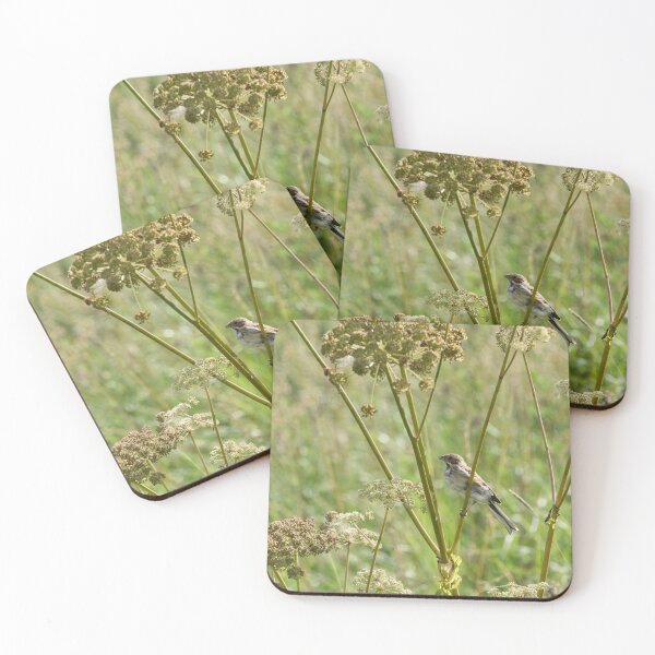 Item preview, Summertime. Common reed bunting designed and sold by Jouko Lehto Photography.