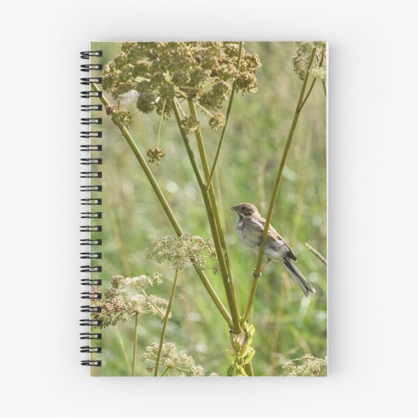 Item preview, Summertime. Common reed bunting designed and sold by Jouko Lehto Photography.
