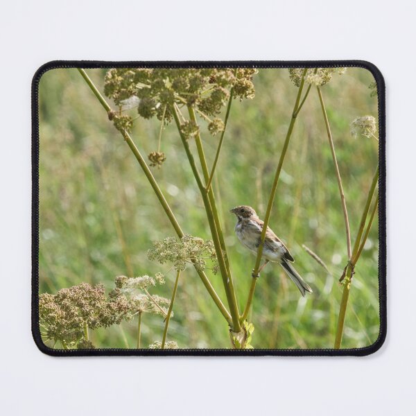 Item preview, Summertime. Common reed bunting designed and sold by Jouko Lehto Photography.