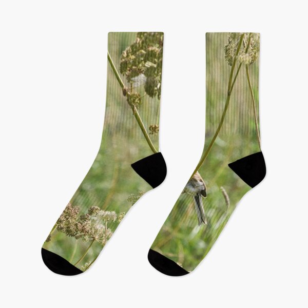 Item preview, Summertime. Common reed bunting designed and sold by Jouko Lehto Photography.